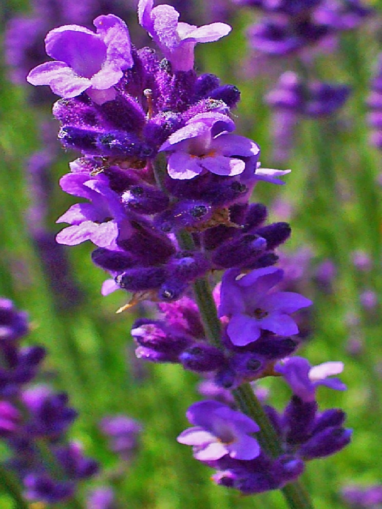 lavanda