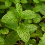 Mint-leafs-by-Daniel-Battiston