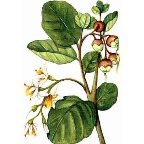 Óleo Essencial de Benjoin – Styrax benzoim / Styrax tonkinensis