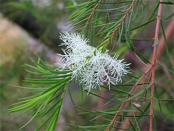 Melaleuca alternifolia: Óleo essencial de Tea tree