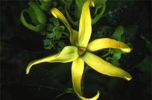 ylang2