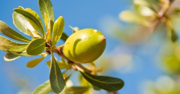Argan marroquino