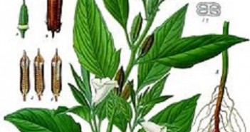 Óleo Vegetal de Gergelim Prensado Frio