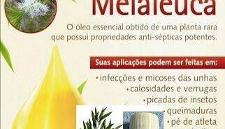 Dermatite em Cães é Sanada com o uso do Óleo de Tea Tree em estudo Veterinário