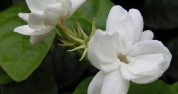 Curso Aromaterapia Básica e Oficina-Março 2019 Ribeirão Preto-SP