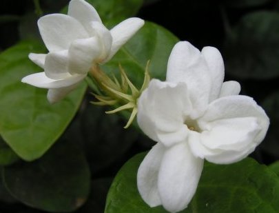 Curso Aromaterapia Básica e Oficina-Março 2019 Ribeirão Preto-SP